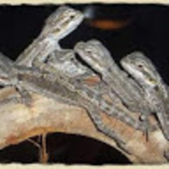 Meet your Posher, Isabella - Picture 1 of 1